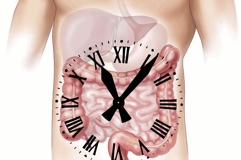 Circadian Clock: Jadwal Tersembunyi di Dalam Tubuh Kita – Himbio ...